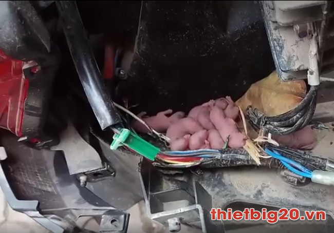 Chuột làm tổ trong khoang máy